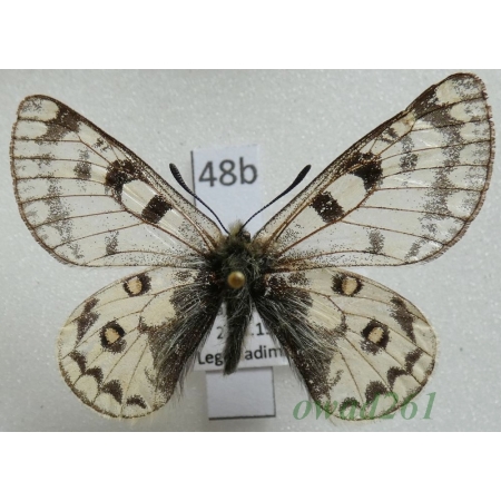 Parnassius simo ssp. miroku Inaoka & Shinkai, 1994 China48b
